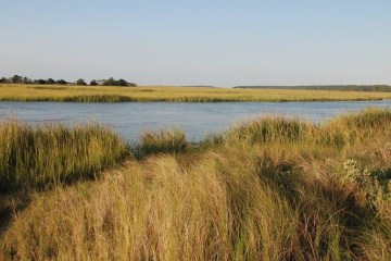View of marshes